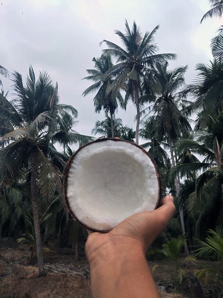 สินค้า ขาย จำหน่ายมะพร้าวกะทิแบบลูก ทับสะแก มะพร้าวกะทิ ส่งฟรีกรุงเทพปริมณฑล ประจวบครีรีขันธฺ์